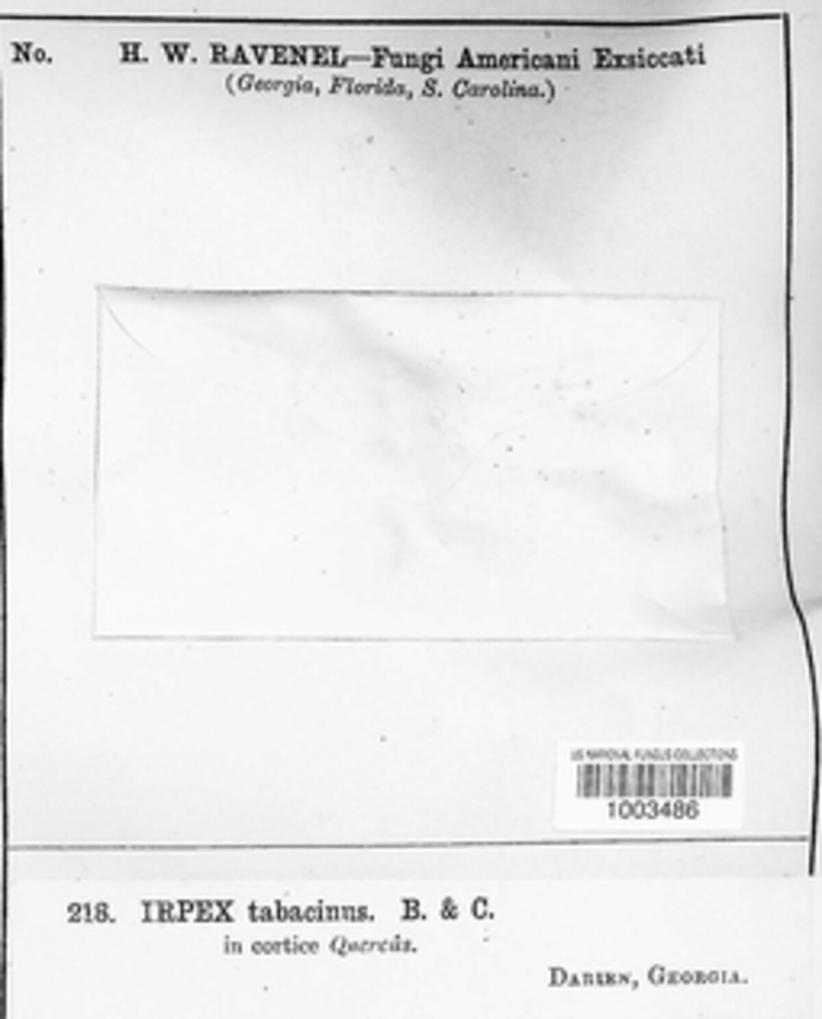 Hymenochaete odontoides image